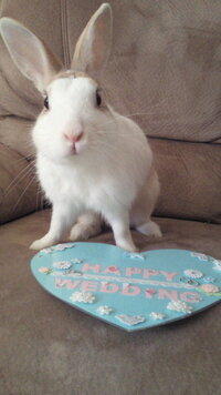 オススメのうさぎ本を教えて下さい 六ヶ月になるネザーランドドワーフ 雌 を Yahoo 知恵袋