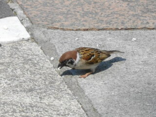 雀は人に懐きますか 足元にやたら寄ってくる雀がいます 餌か何かを期待してい Yahoo 知恵袋