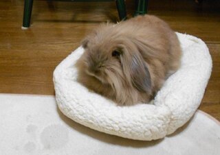 ウサギの寝床についてです やわらかいクッション 犬用ベット的な Yahoo 知恵袋