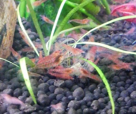 レッドチェリーシュリンプの餌ついての質問です 何を食べま Yahoo 知恵袋