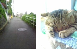 猫がキャリーで散歩したがります ちょっと困ったことになっています Yahoo 知恵袋