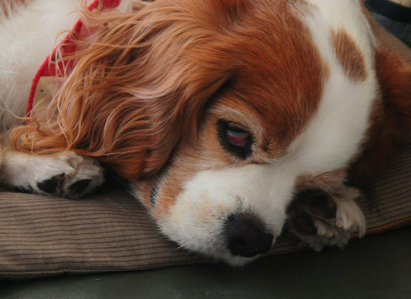 犬って目を開けたまま眠ることができるのでしょうか 半分寝ながら目を Yahoo 知恵袋
