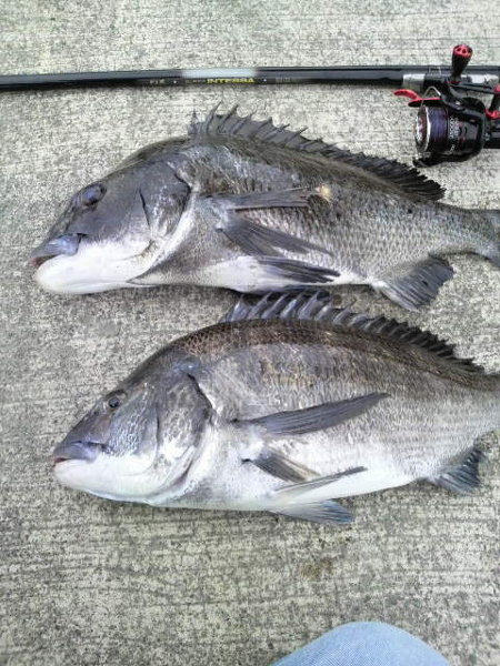 チヌで60センチは大きいですか？ - 60はチヌの世界では夢の魚ですね(笑