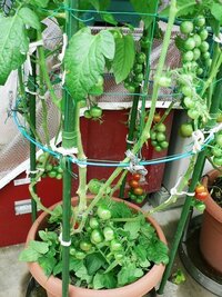 ミニトマトをプランターで育てたことある方 実は何段目までつけます Yahoo 知恵袋