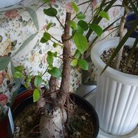 観葉植物のカジュマロが ひょろ長くなってしまいました 木の部分が長く Yahoo 知恵袋