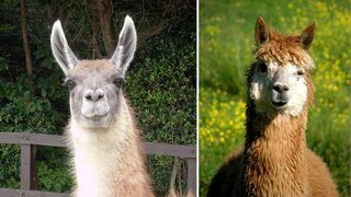 ラマとアルパカはどのように違いますか 両方とも南アメリカの動物だと Yahoo 知恵袋
