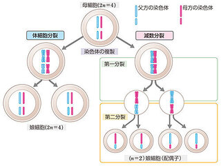 減数分裂の第二分裂では 体細胞分裂と同じような過程をたどり 染色体数は Yahoo 知恵袋