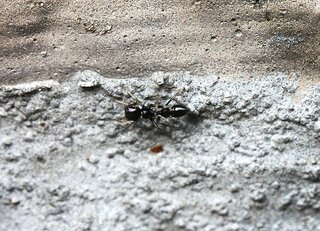 我が家に変な虫が現れました 初めて見た虫ですが 蟻の仲間かと思ったので Yahoo 知恵袋