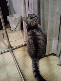 サバネコは大衆猫ですか 間違いなく安い大衆猫ですよ Yahoo 知恵袋