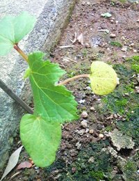 鉢で育ててるオクラの葉っぱが黄色くなってきました まだ花も咲いてないのに Yahoo 知恵袋