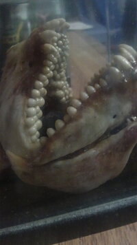 魚の下あごを持つ いわゆるバス持ちをしていい魚は バス以外に何がありま Yahoo 知恵袋