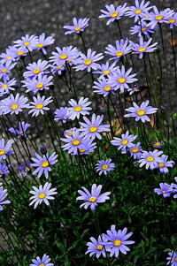 ブルーデイジーの今の時期の上手に育てるコツは何ですか 春に購入した苗 Yahoo 知恵袋