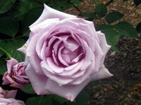 香りの良い 強い バラを探しています 探してみると ボレロや真夜が香り Yahoo 知恵袋