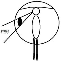 バボちゃん 体の中身は どこから外を見てるか質問が出てましたが 目のあ Yahoo 知恵袋