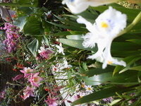 苧環なんて読みます 後 ローマ字になおすと おだまきod Yahoo 知恵袋