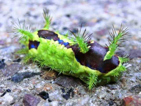 ある程度かっこよくて緑色の動物 鳥 虫っていませんか ちなみにワニ Yahoo 知恵袋