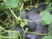 かぼちゃを育てているのですが 雄花ばかり咲いて 雌花がつきません Yahoo 知恵袋