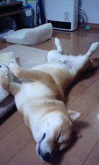 犬のいびき 愛犬の柴犬 今月で８ヵ月 がいるんですが寝てる時に Yahoo 知恵袋