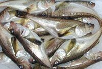 肝 キモ が美味しい魚は何ですか カワハギ あんこう ハタハタ Yahoo 知恵袋