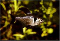 ネオンテトラ系と混泳できる黒色の魚ってないですか ペルマトクロミ Yahoo 知恵袋