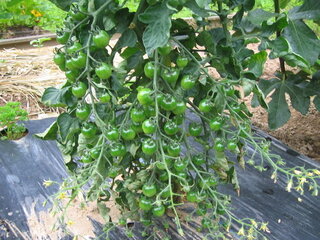 50 ミニトマト 花 落ちる 1348 ミニトマト 花 落ちる 原因