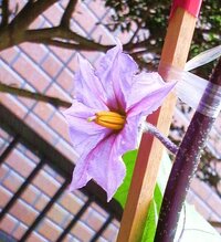 ベランダで栽培しているナスが 花は咲くのに実が付きません 葉も枯れていな Yahoo 知恵袋