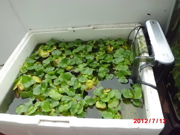 屋外で飼育しているメダカの掃除について 水槽スペック 水槽 Yahoo 知恵袋
