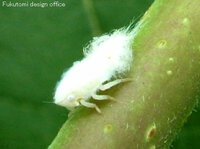 最近 庭の草木に白いぴょんぴょんと跳ねる虫が付いているんですが この虫は草 Yahoo 知恵袋