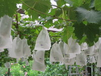 雨よけブドウ栽培の栽培方法について 私は 雨よけで ピオー Yahoo 知恵袋