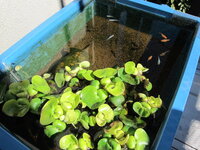 屋外のメダカの飼育屋外の屋根のある玄関先でメダカを飼育しています 直径35セ Yahoo 知恵袋