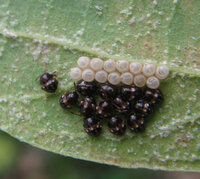 猫に１ｍｍ程の黒い虫が大量にひっついてきました これなんて虫 Yahoo 知恵袋