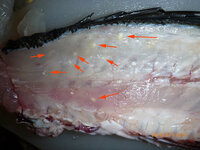 先日 魚釣りの仲間が黒鯛を刺身にしたところ身のいたる所に白っぽい粒々が Yahoo 知恵袋