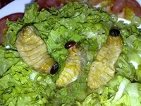 グロ画像注意 このムシを食べられますか カミキリムシの幼 Yahoo 知恵袋