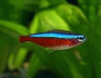 グッピーと混泳できる熱帯魚は何ですか おとなしいカラシン科やコイ Yahoo 知恵袋