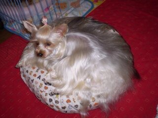 トリミングテーブルを購入しようと思っているのですが 現在 小型犬 Yahoo 知恵袋