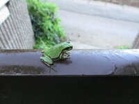 カエルやナメクジは雨が降ってないときはどこに潜んでいるのですか Yahoo 知恵袋