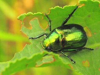 コガネムシの成虫はどれくらい生きるものなんですか お願いします 一般にコガ Yahoo 知恵袋