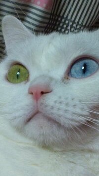 オッドアイになるのはいつ頃からなのでしょう オッドアイの猫がいま Yahoo 知恵袋