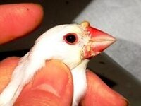 飼っている5歳のシナモン文鳥の嘴の付け根に白い塊 泡玉くらいの大きさ Yahoo 知恵袋