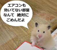 ハムスターの暑さ対策について今まではハムちゃんの為にクーラー Yahoo 知恵袋