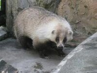 先日家の前でアリクイ のような動物を発見しました 特徴は尻尾が長くて 鼻 Yahoo 知恵袋