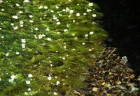 水中の植物で 花が咲く植物を教えてください オオカナダモ以外で 梅 Yahoo 知恵袋