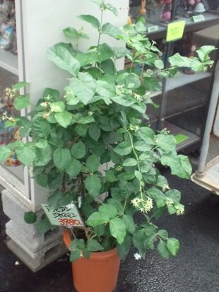 花後の茉莉花の剪定について 教えてください どこを剪定すればいいのでしょうか Yahoo 知恵袋