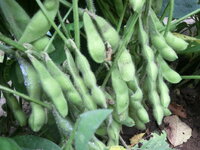 枝豆の作り方についてですが家庭菜園を楽しんでます 今年初めて枝豆の種を6月に撒 Yahoo 知恵袋