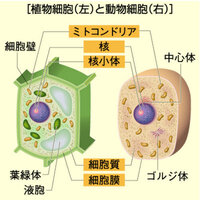 8植物の細胞で 液で満たされた袋を何といいますか それは液胞といいます Yahoo 知恵袋