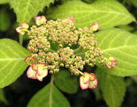 ヤマアジサイの花粉は何で分散されますか 虫媒花 風媒花 西 Yahoo 知恵袋