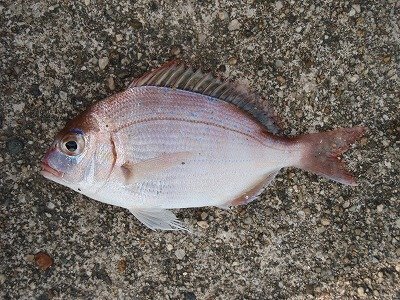 この魚はなんですかね食べれるのでしょうか チャリコ 真鯛の幼魚 Yahoo 知恵袋