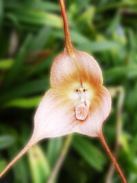 ドラキュラっていう名前の植物はありますか もし あればそれの正式名称はなんです Yahoo 知恵袋