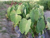 最近 畑などでよく見かける植物があります となりのトトロにでてきそ Yahoo 知恵袋