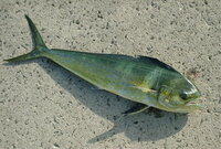 この添付写真の魚は何ですか 昨日須磨の海釣り公園にてサヨリ釣りの仕掛け Yahoo 知恵袋